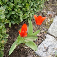 Moje pierwsze tulipany 