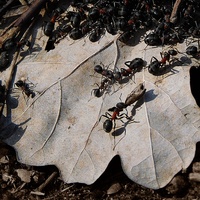mrówki rudnice .........