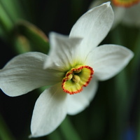 Narcyz biały (Narcissus poeticus)