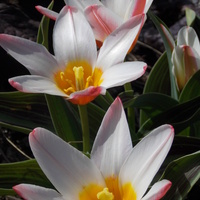 Pierwsze tulipanki :)