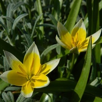 Pierwsze tulipanki