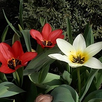 Pierwsze tulipany już zakwitły.
