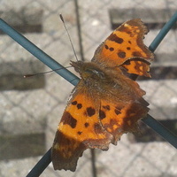 Pierwszy motyl 