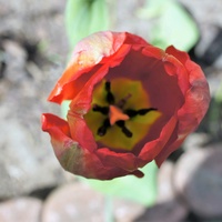 Tulipan od środka 