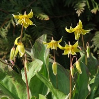 Psiząb (Erythronium L.)