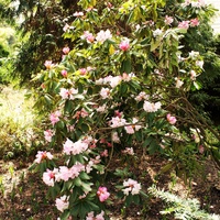 Rhododendron Też Ju