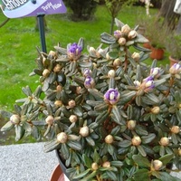 Rododendronik Pokazu