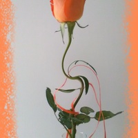 Róża na prima aprilis :)