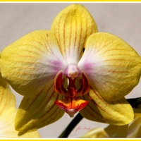 Storczyk, orchidea