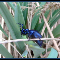 Szafirowy chrząszcz z osobliwymi czułkami