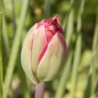 Tulipan Pełny Póź