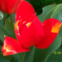 tulipan przed snem  