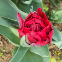 tulipan RED PRINCESS