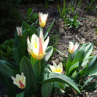 tulipan też już cieszy