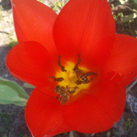 tulipan z wkładką