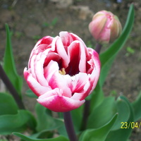 tulipan...