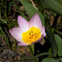 Tulipanek botaniczny:)
