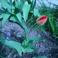 Tulipanik Pod Moim O