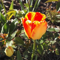 tulipanowe pozdrowienia