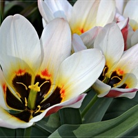 Tulipanowe ślicznotki...
