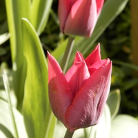 Tulipany ciemno- czerwone.