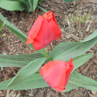 Tulipany czerwone  