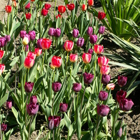 Tulipany już zakwitły