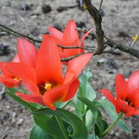 Tulipany na udany początek tygodnia 
