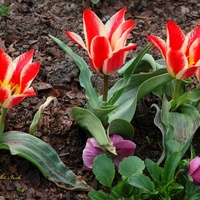 Tulipany wiosenne