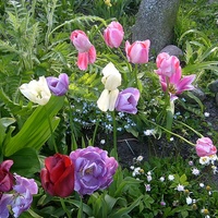 Tulipany,różne Odm