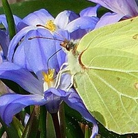 Wiosenne Motylki ...