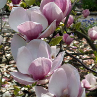 Wiosna, kwitną  magnolie
