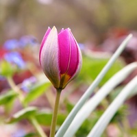 Z różowym tulipanem 