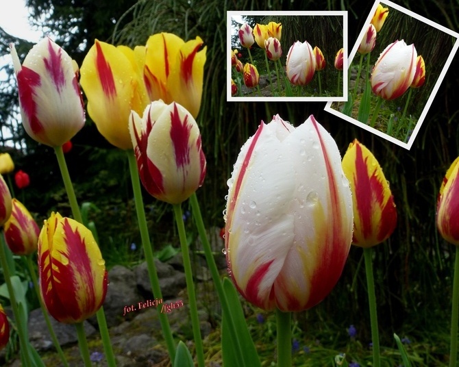 Tulipany ....
