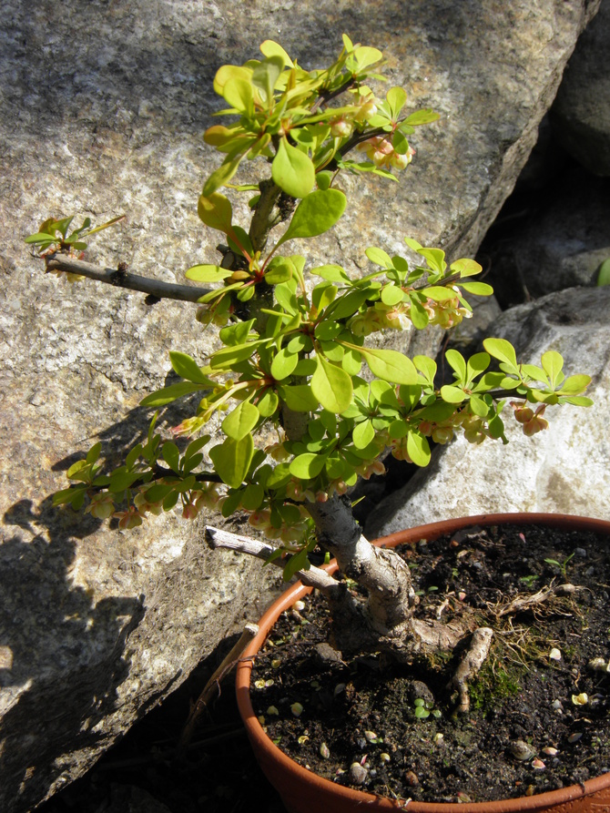 berberys ,prawie bonsai 