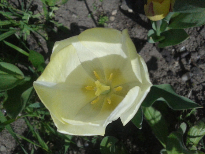 Biały tulip