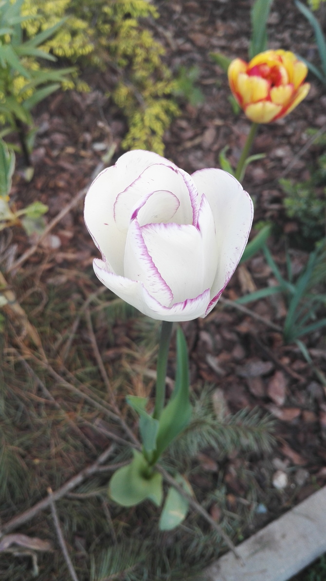 Biały tulipan z dodatkiem