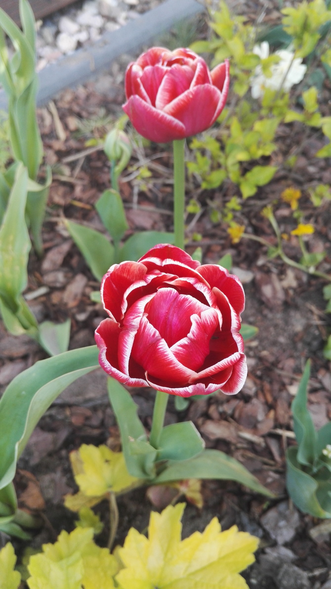 Czerwono biały tulipan