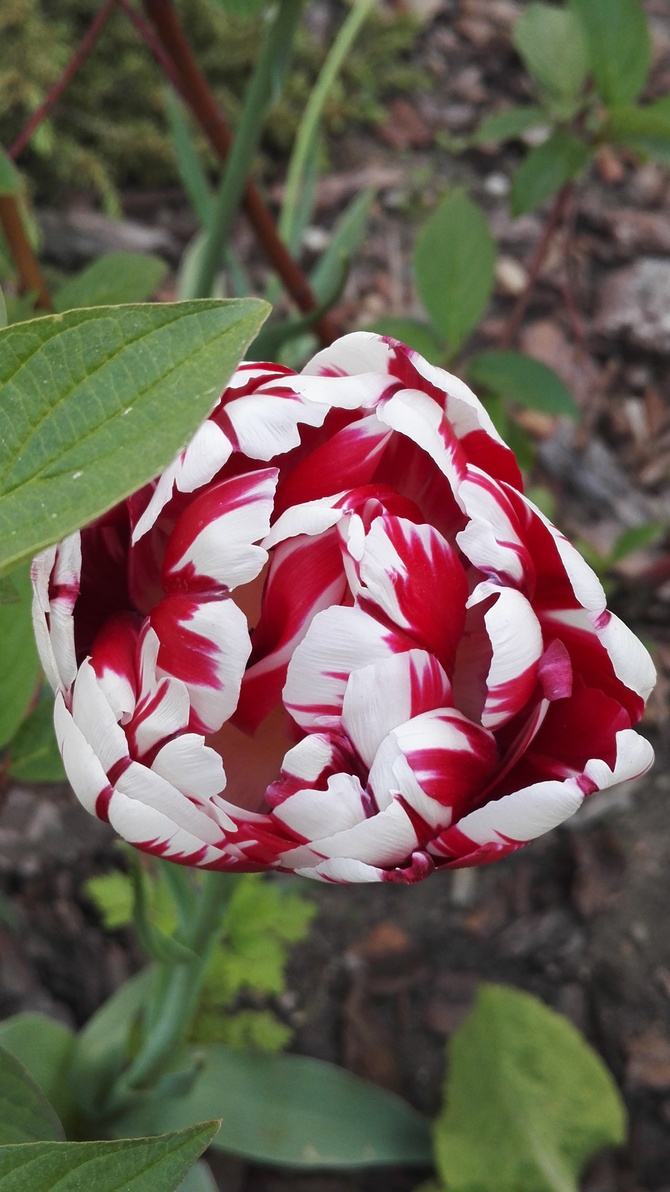 Dwukolorowy tulipan 