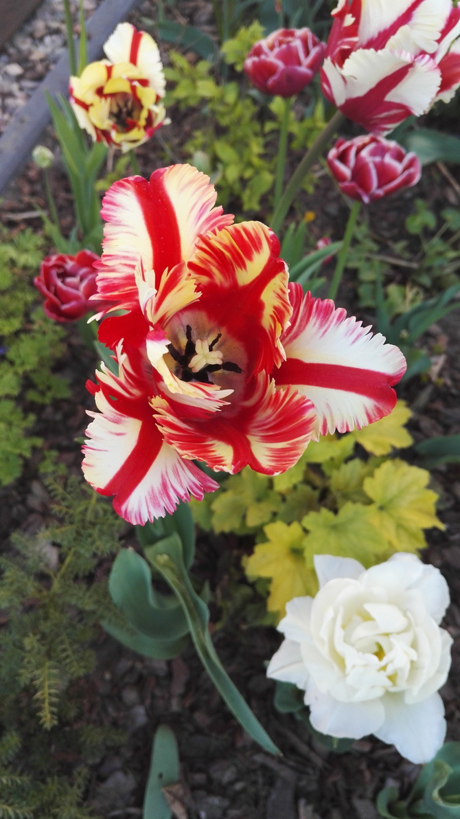 Kolejne tulipanowe pozdrowienia 