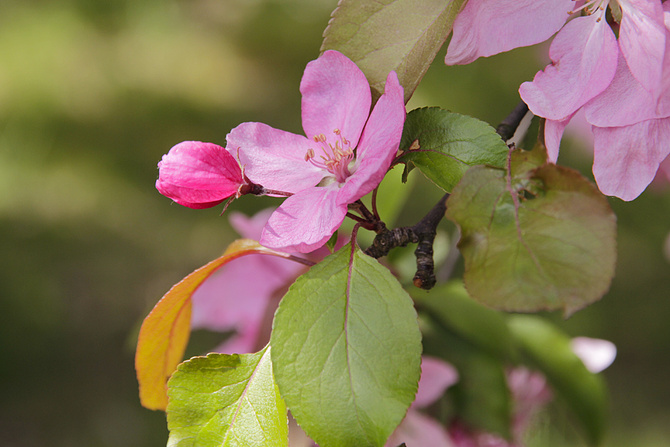Kwiat jabłoni purpurowej