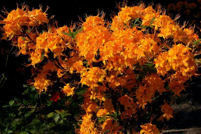 Kwitnący krzew w słonecznym kolorze