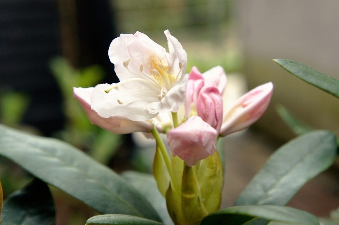 Kwitnie biały  Rhododendron