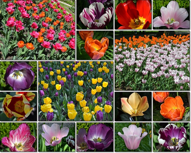 Majowe łany tulipanów...
