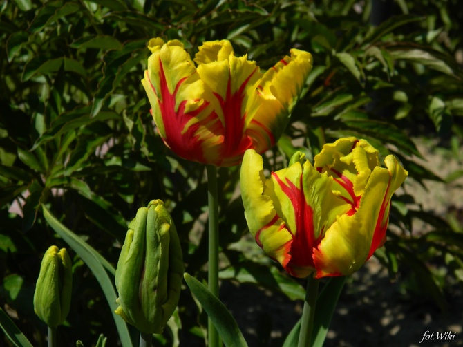 Ostatnie z mojej kolekcji tulipanów....