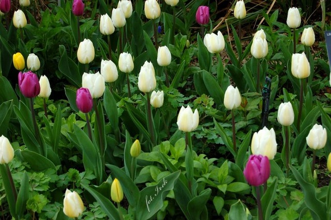 Różnokolorowe tulipany