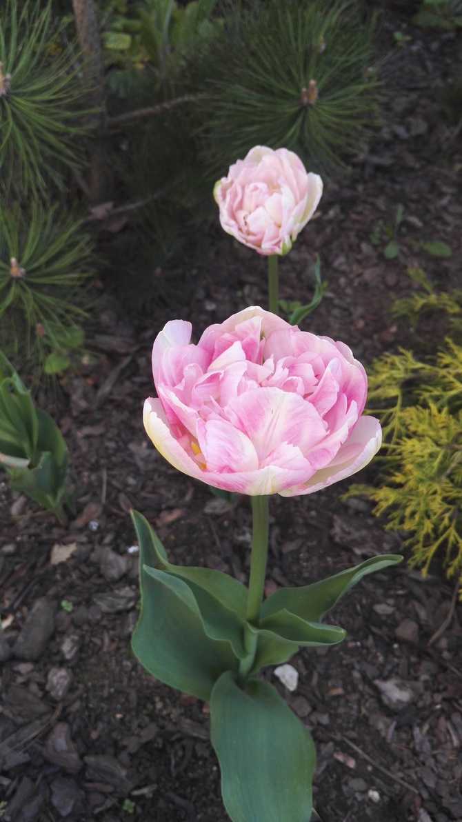 Różowo białe tulipany