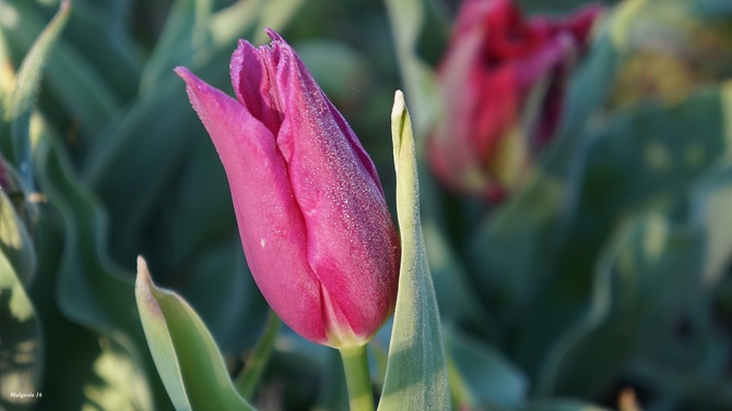 Różowy  tuliipanek :)
