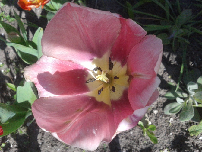Różowy tulip