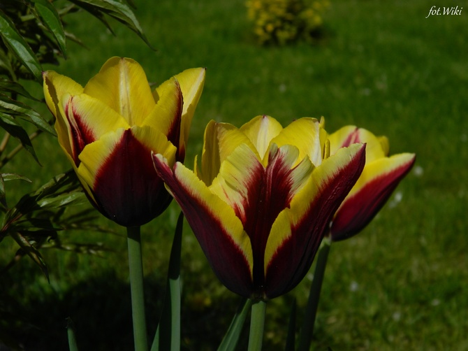 Sezon na tulipany jeszcze trwa.....
